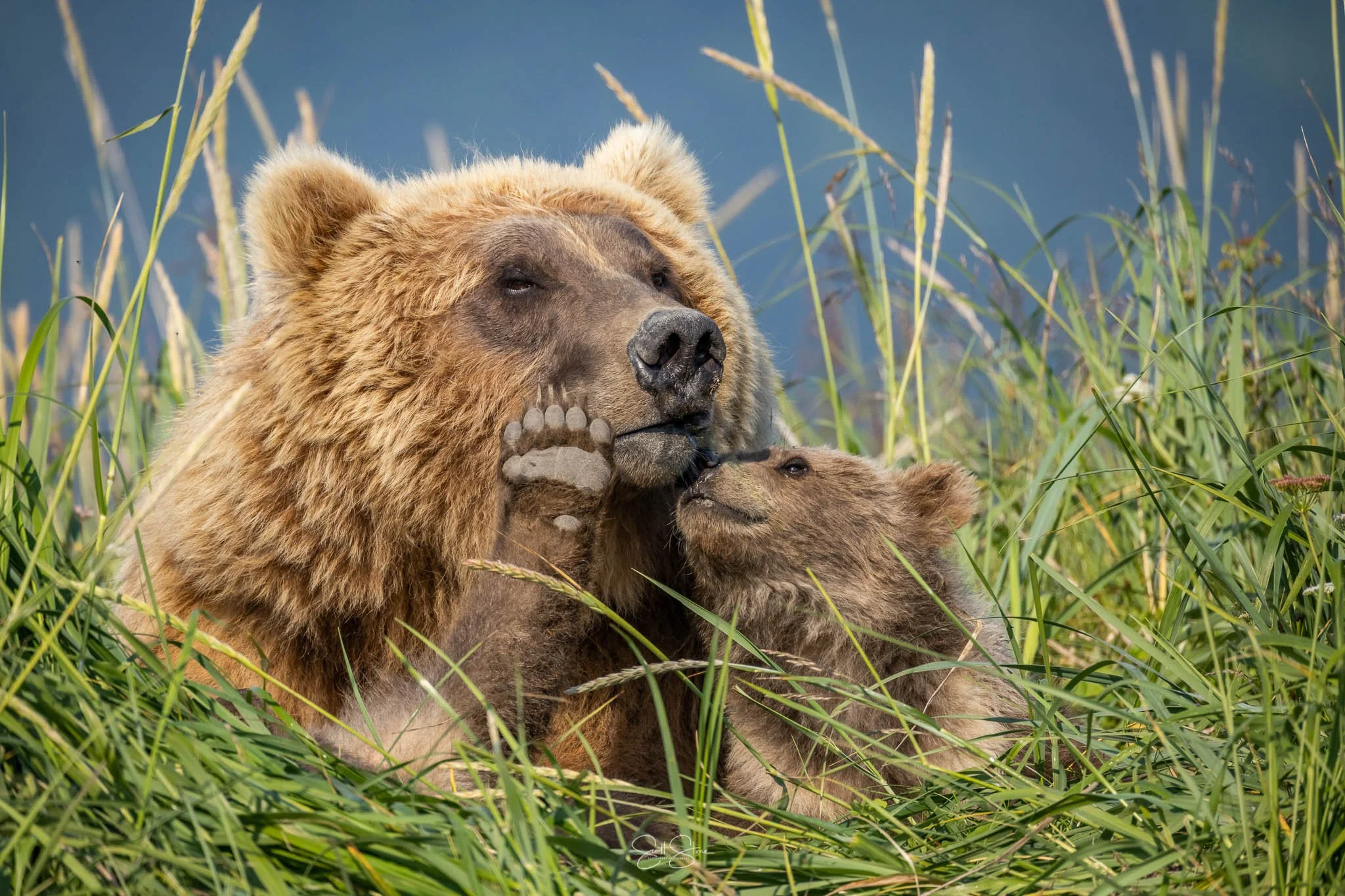 Gallery | Discover Wildlife – Book Today — Scott Stone Photography